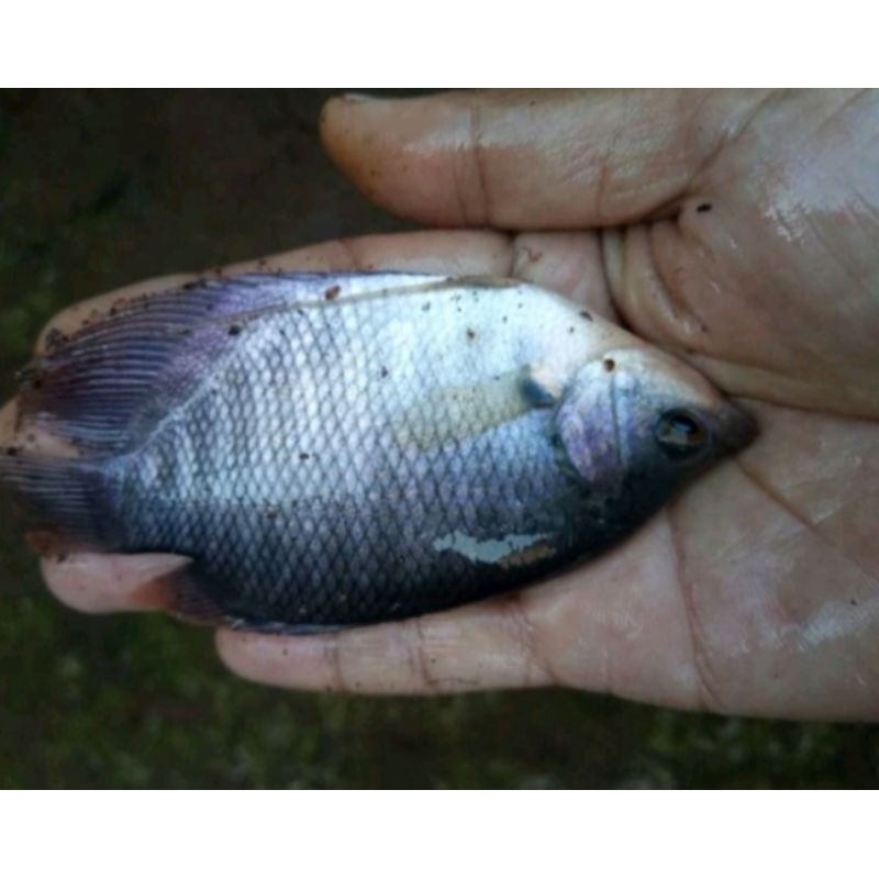 Bibit Ikan Gurame Soang ukuran Super(isi 5 ekor)
