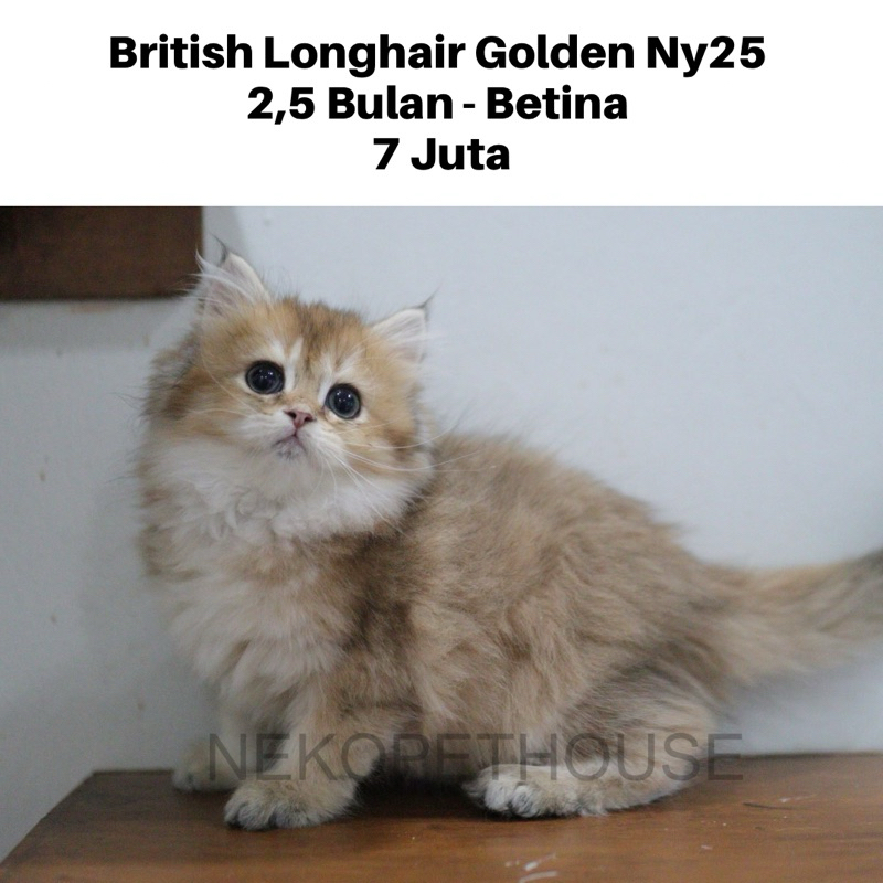 British Longhair Golden Ny25 Kitten Anak Kucing British