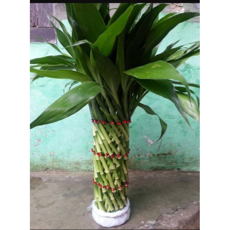 Bambu hoky model kurung