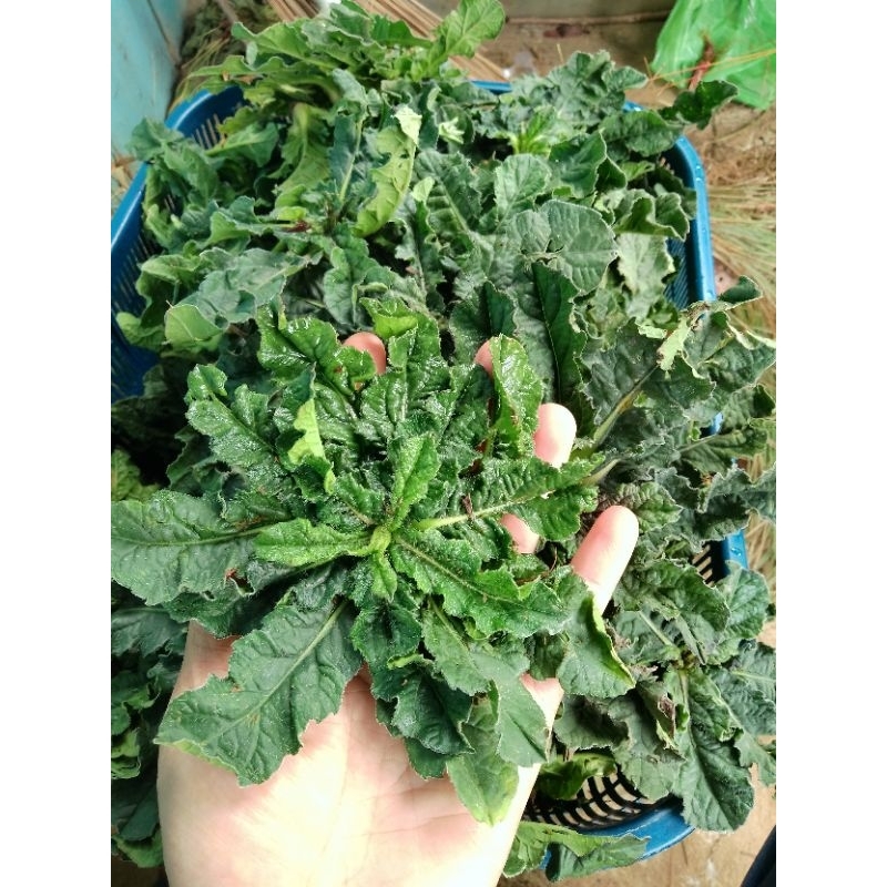 DAUN TAPAK LIMAN SEGAR 1 KG / DAUN TAPAK LIMAN FRESH / TAPAK LIMAN / OBAT HERBAL