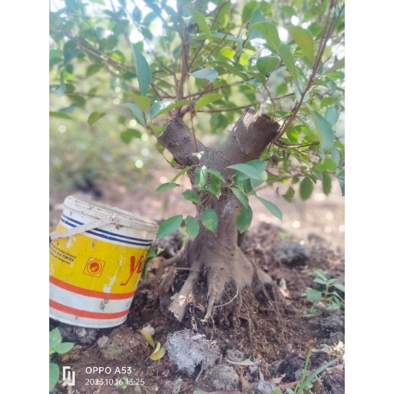 Bahan bonsai ficus iprik pucuk merah besar jumbo (via chargo)