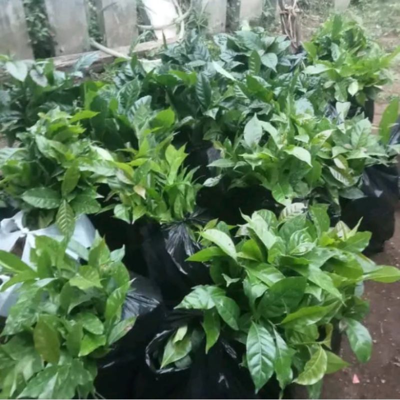 Bibit Kopi Arabika Super Unggul