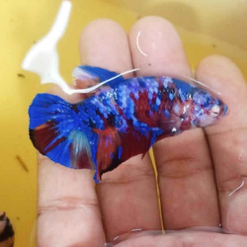 cupang giant multicolor sepasang