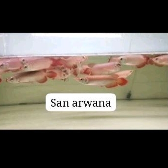promo ikan arwana super red chili hiasan akuarium