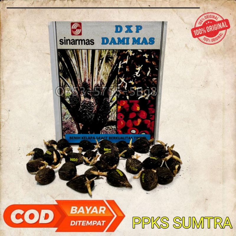 DxP DAMI MAS BENIH UNGGUL (250BUTIR) BIBIT SAWIT UNGULAN BELI