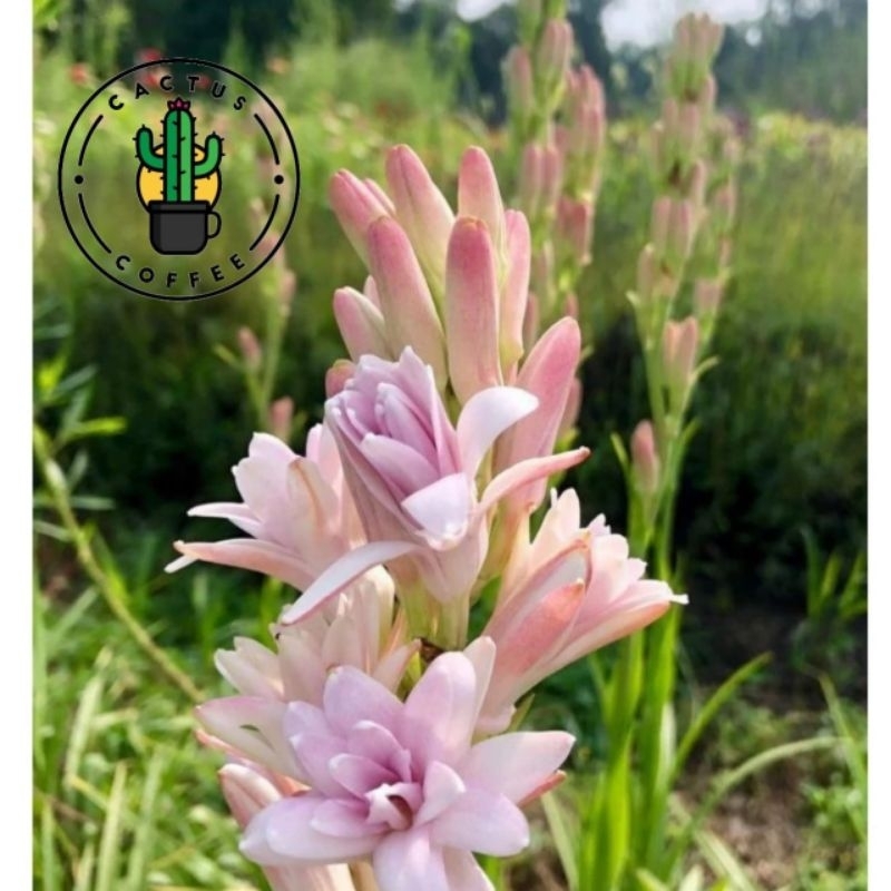 PROMO Tanaman Hias Sedap Malam / Bunga Sedap Malam Hidup Bunga Pink