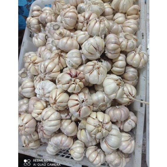 

D!skon Bawang putih honan/banci 500gr, 1kg(bersih+sortir) Stock Terupdate