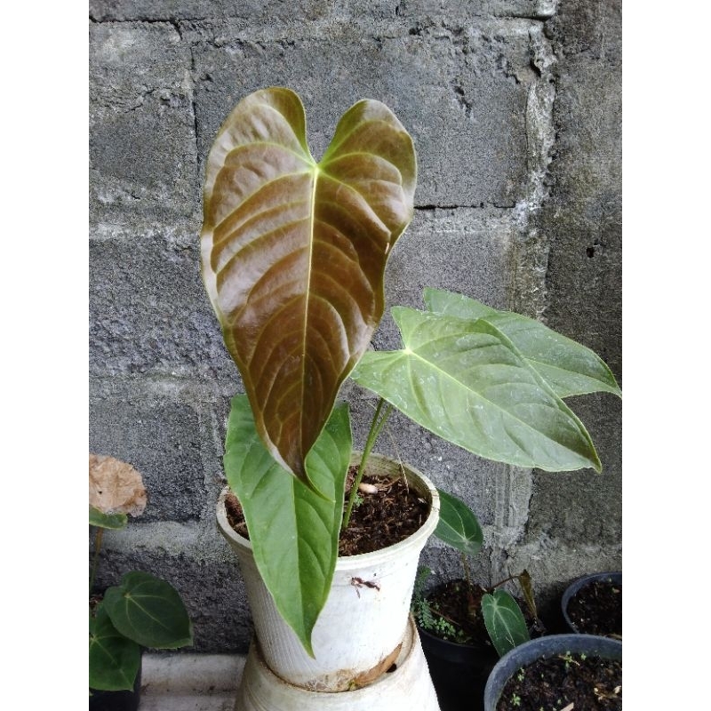 Bunga antorium black vitchi