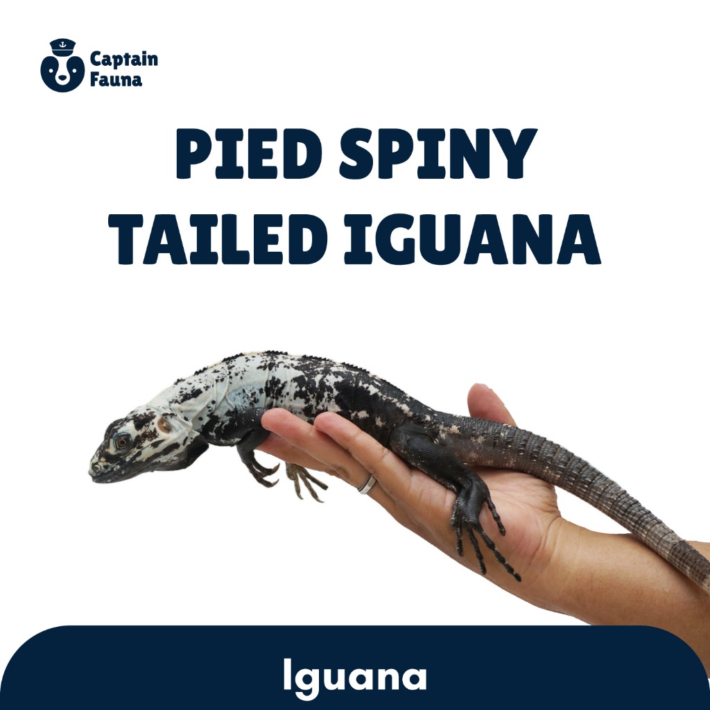 Pied Spiny Tailed Iguana