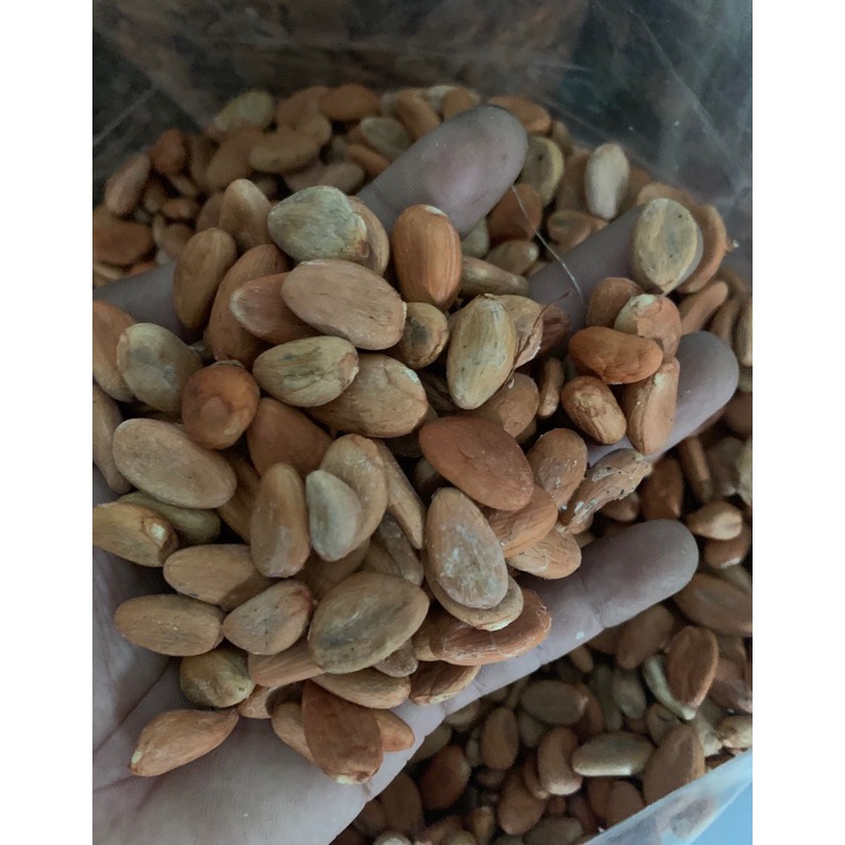 

HJZ biji cokelat / kakao kering 39