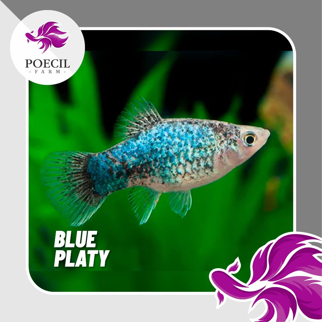 Blue Platy