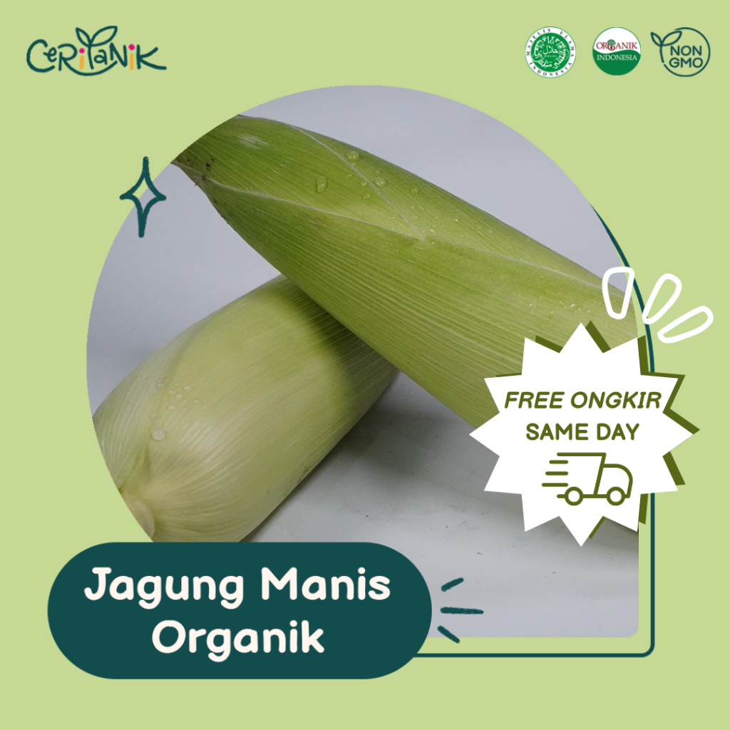 

Jagung Manis Organik 500 gram - Ceritanik - Sweet Corn Organic - Sayur Organik Murah - Sayur Organik Sehat - Sayur Organik Premium