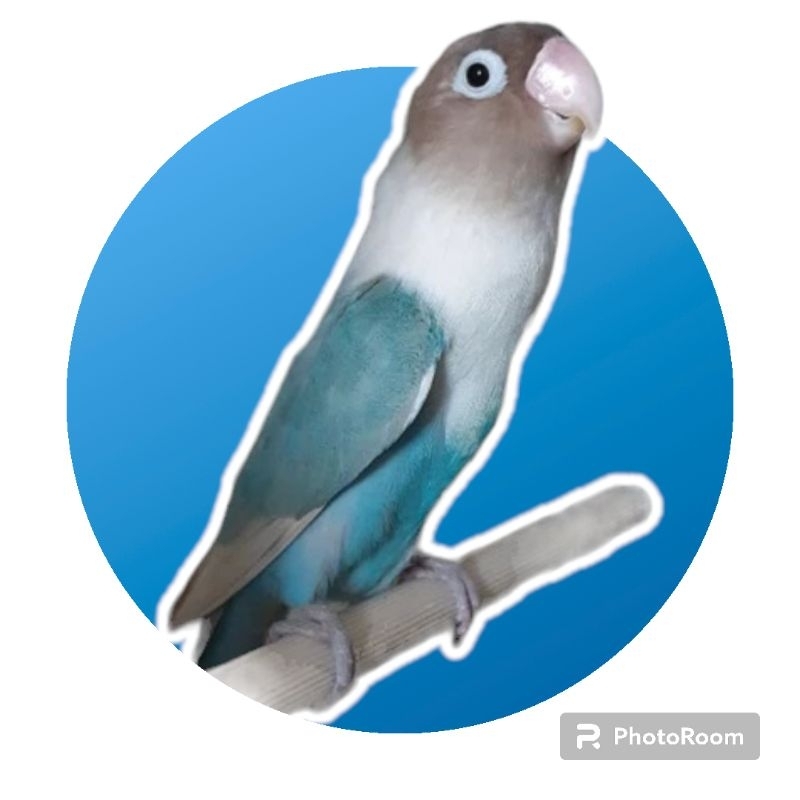 Lovebird pasbir (pastel biru)