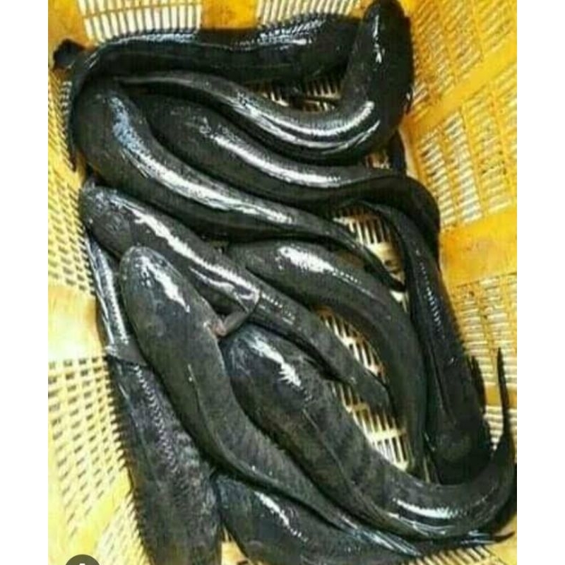 

ikan gabus