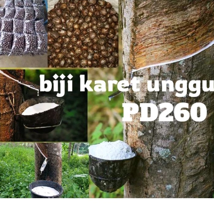 bibit biji karet unggul PB 260 isi 200 biji super unggul/bibit karet malaysia