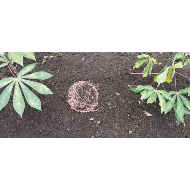 BPA-CACING ANC MURAH MURNI Bergaransi 100%