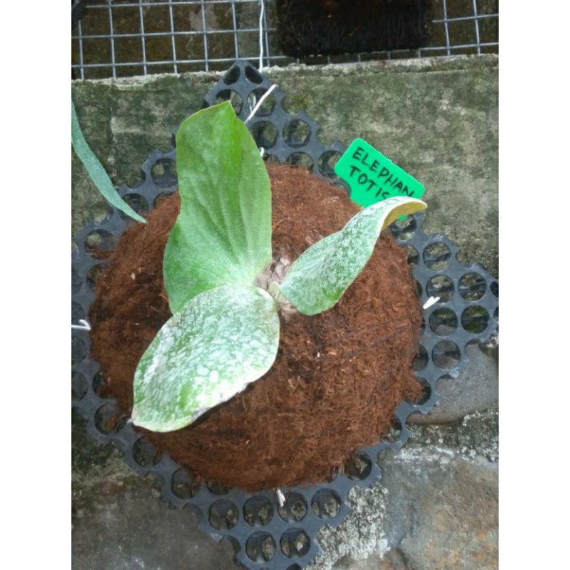 Platycerium elephantotis hijau