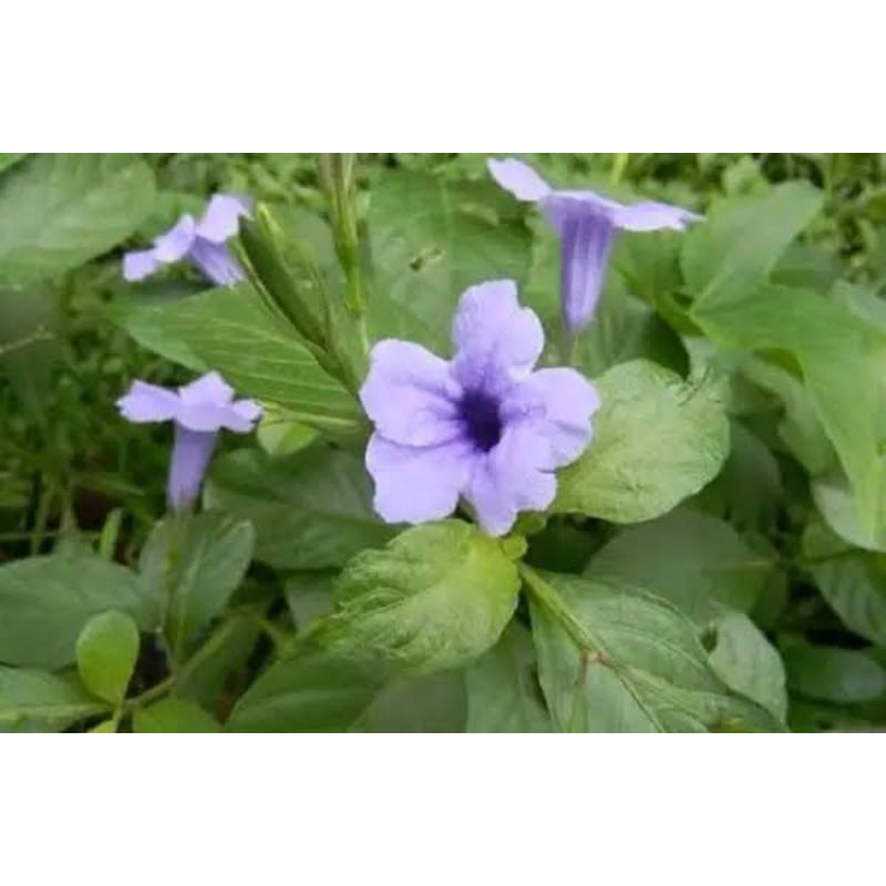 daun kencana ungu daun pletekan