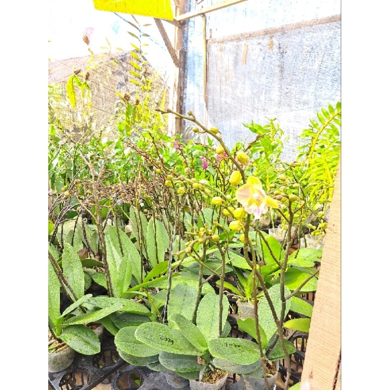 ANGBUL KNOP/ SPEK PANJANG