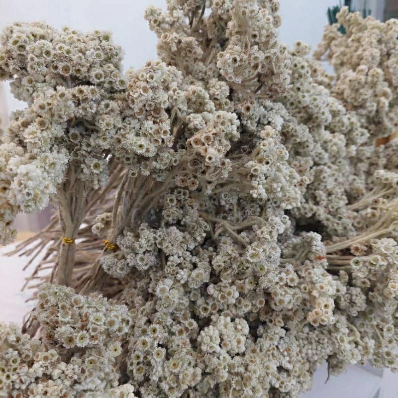 Bunga Edelweis Bahan Mahar RUSTIC BUNGA ABADI Bahan Buket Bunga Buket Bunga Untuk Buket Bunga Kering