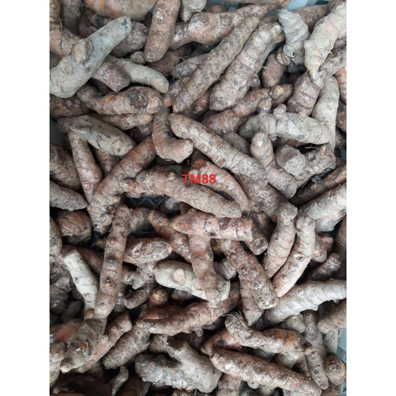 

KUNYIT SEGAR/BIANG KUNYIT