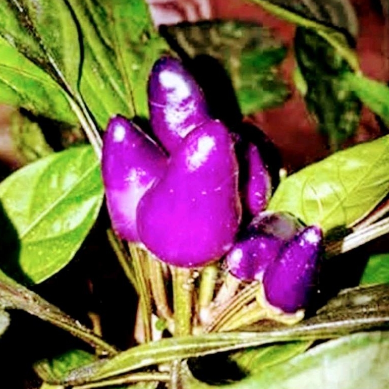 2 Butir benih/Biji cabe ungu/cabai ungu hias/unik/Purple candle/Buah bentuk lilin