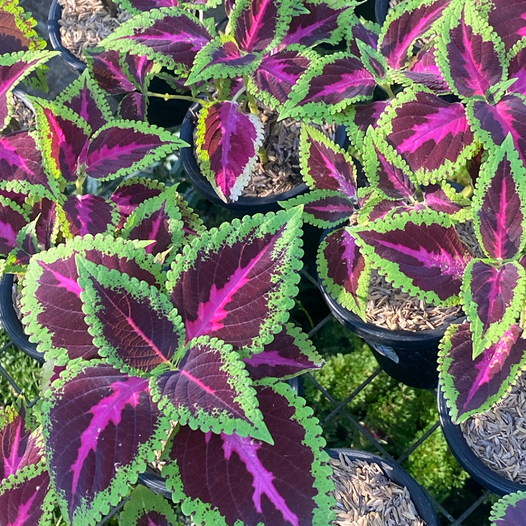 MIANA/ILER/COLEUS ATROPURPUREUS