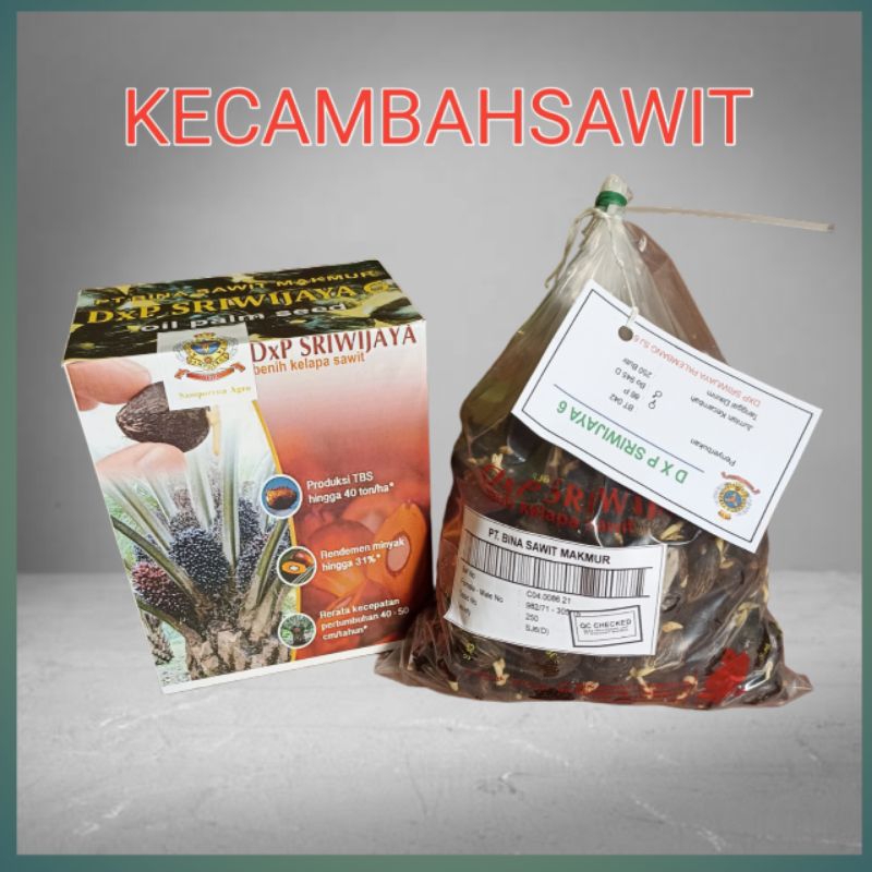 bibit cambah sawit unggul sriwijaya6 bersertifikat