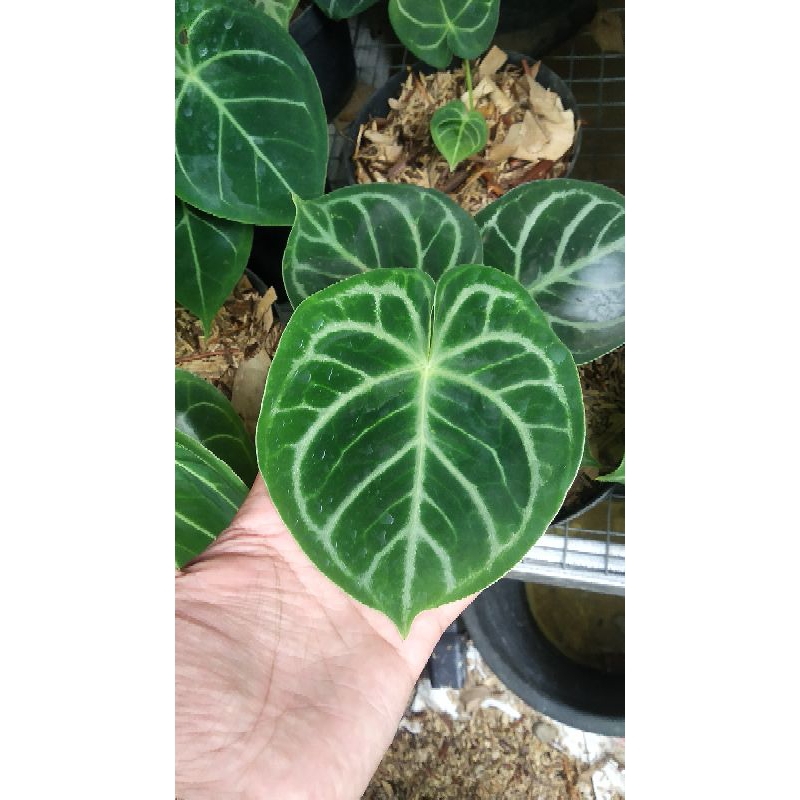 anthurium kuping gajah dorayaki
