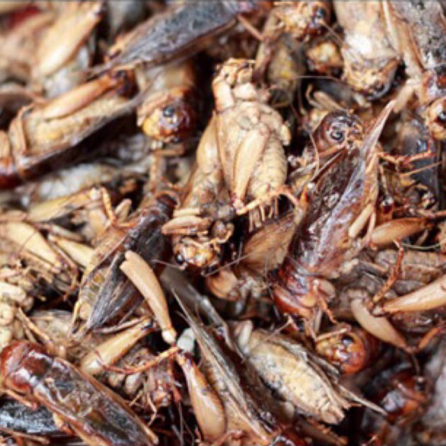 Jangkrik Kering 1 Kg Kualitas No 1 | Makanan Burung | Pakan Hewan | Pakan Burung
