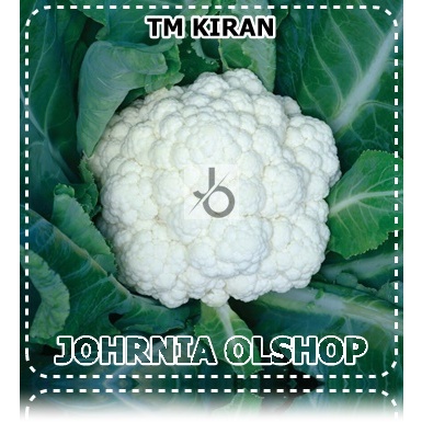 Johrnia 15 Benih Biji Kubis Bunga TM KIRAN