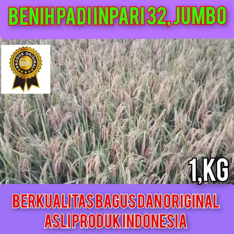 BENIH Bibit Padi UNGGUL PADI IMPARI 32 JUMBO kualitas Original