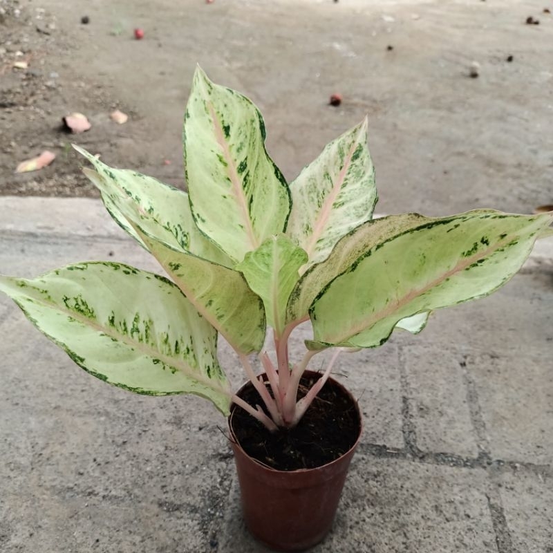 aglonema frozen/aglonema murah