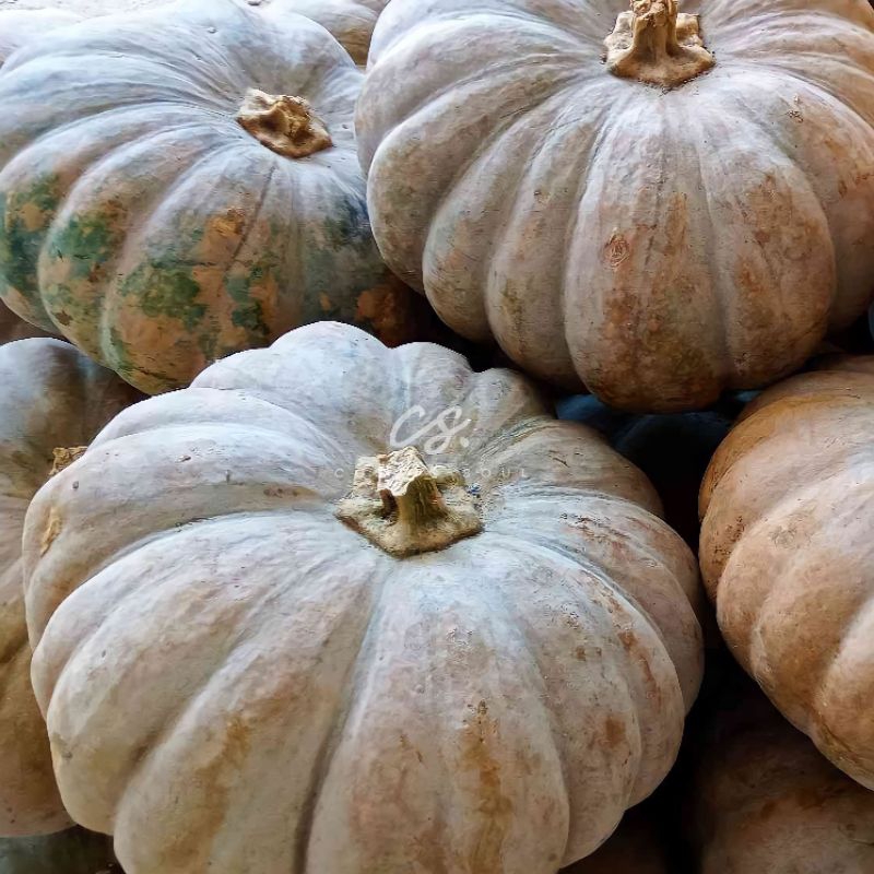 

[CosmicSoul] LABU KUNING