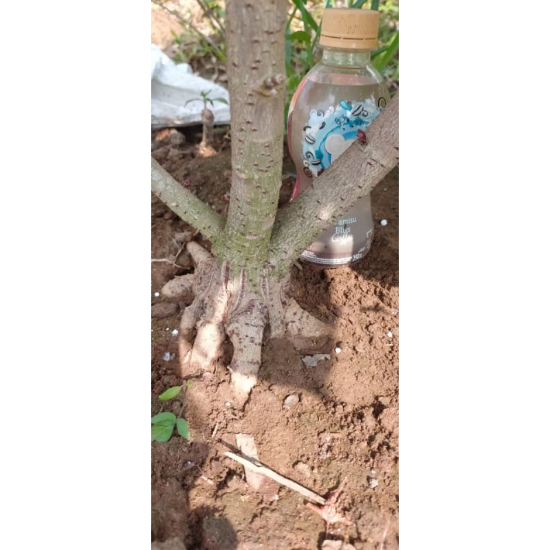 benih bibit tanaman bahan bonsai waru Taiwan sudah prokar batang besar ril super