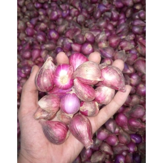 

8MHAR BAWANG MERAH BREBES UKURAN BESAR 1KG Stock Banyak
