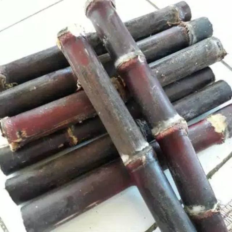 bibit tebu hitam tebu Ireng bibit tanaman pohon tebu