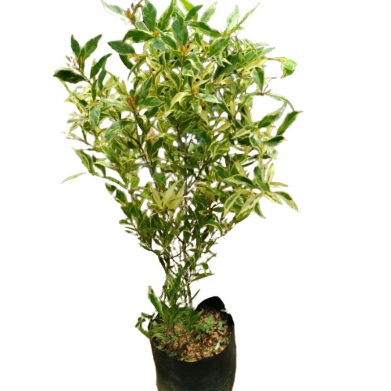 Pucuk Merah Variegata Tanaman Pucuk Merah Varigata