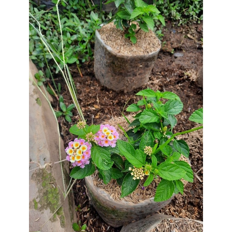 tanaman lantana/lamtana/warna pink,unggu,merah,orange,putih,kuning