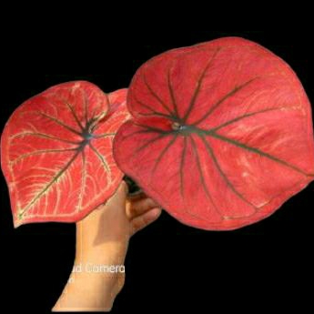 Tanaman anakan keladi caladium mascota cantik murah ekonomis daun 2-4 sesuai gambar