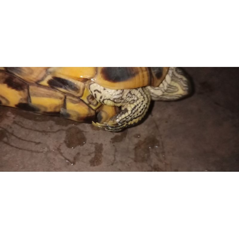 Kura kura brazil indukan jantan siap produk