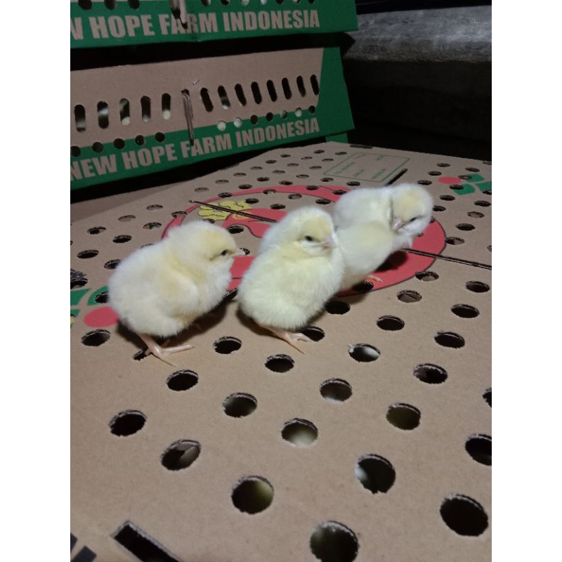 doc pejantan/ayam negri