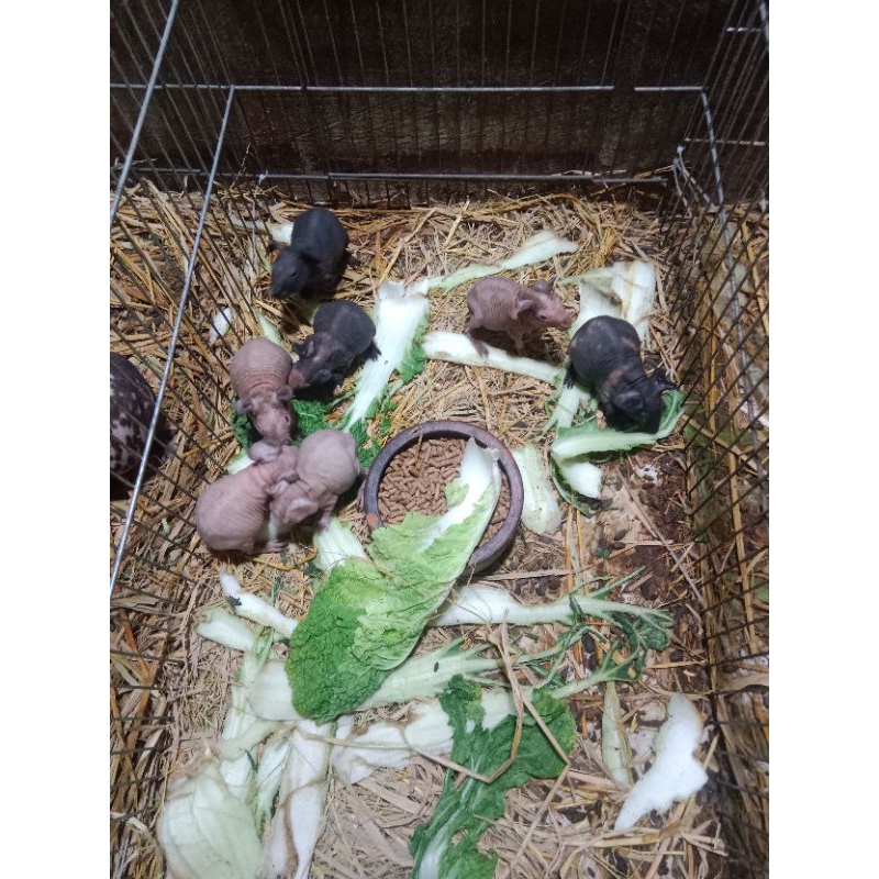 guinea pig skinny