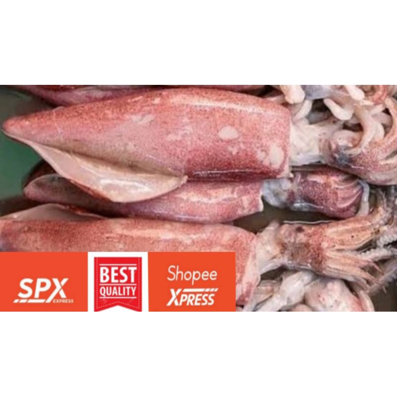 Cumi Segar Fresh Bandung 1kg