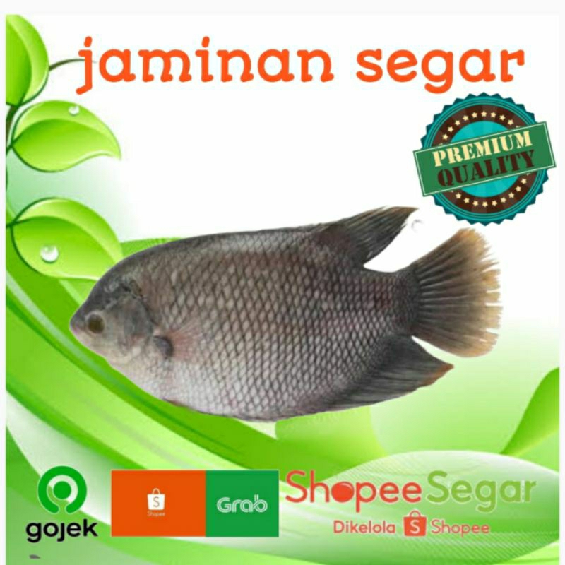 

ikan gurame