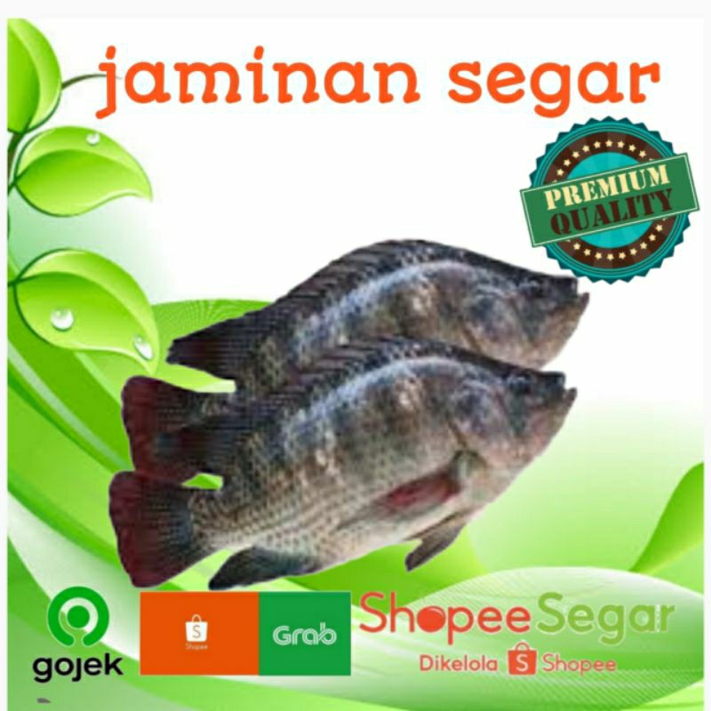 

ikan mujaer per kg