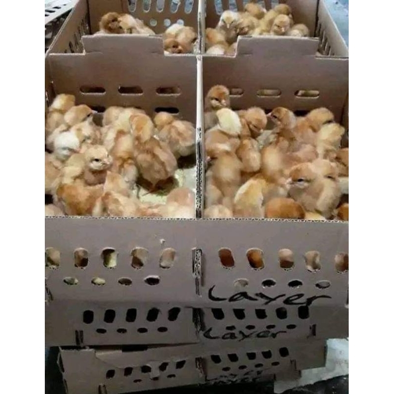 Doc/ anak ayam petelur(layer) (pengiriman hanya daerah Jabodetabek saja)