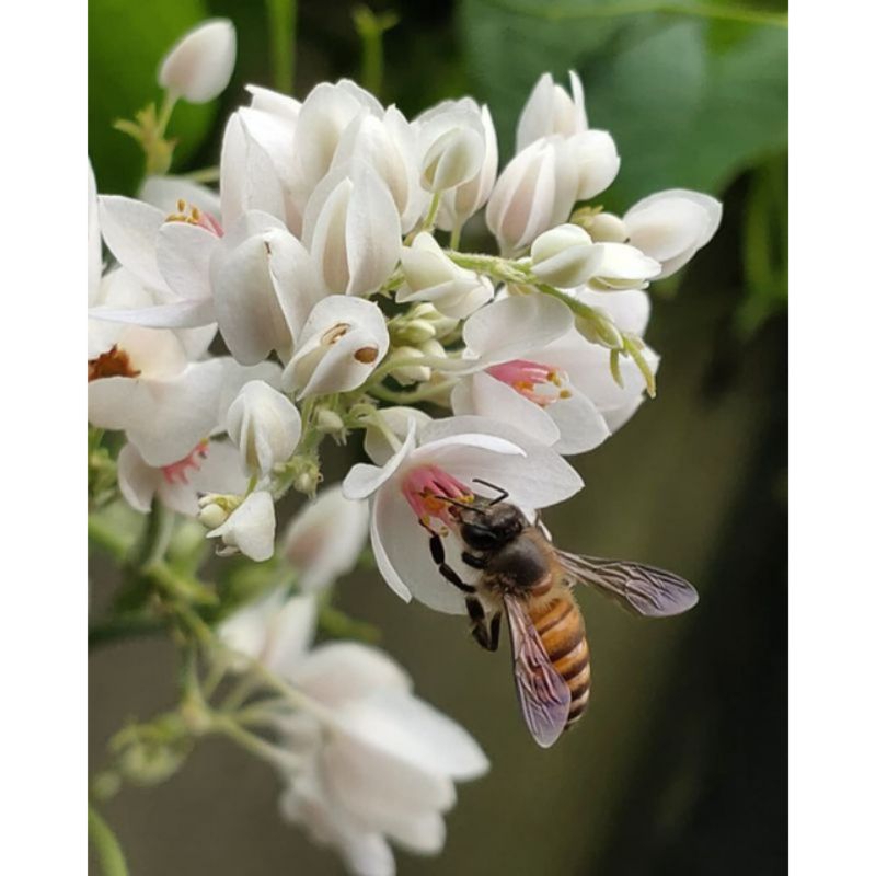 bunga air mata pengantin putih