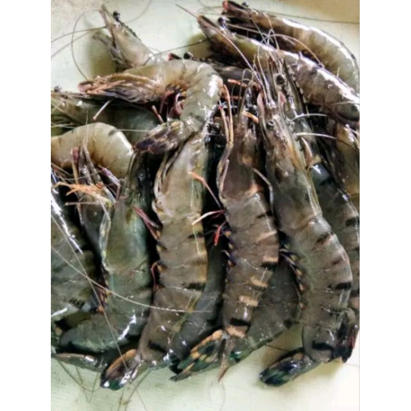 

udang tiger
