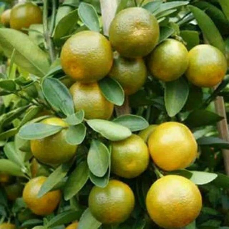 

jeruk peras dari jeruk siem 5kg